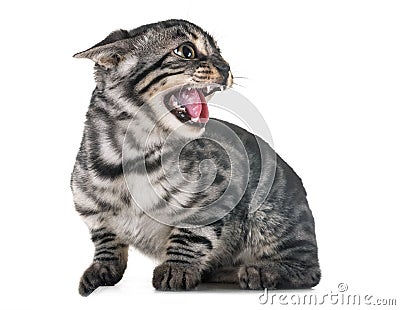 Angry bengal kitten in studio Stock Photo