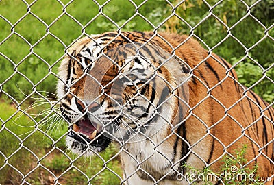 An Angry Bengal Tiger in a Zoo Cage Stock Photo