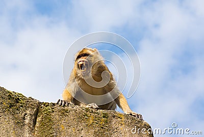 Angry berber monkey Stock Photo