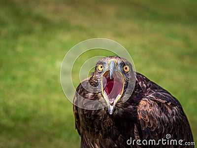 Angry bird, eagle. Mouth open wide Stock Photo