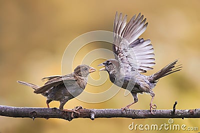 Angry birds fighting on a tree branch with its wings outstretched Stock Photo