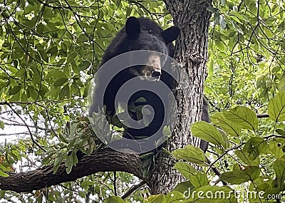 Angry black Bear in tree Stock Photo