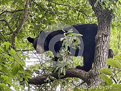 Angry black Bear in tree Stock Photo