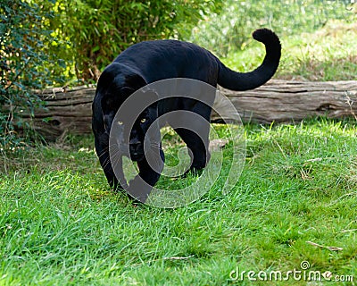 Angry Black Jaguar Stalking Forward Stock Photo