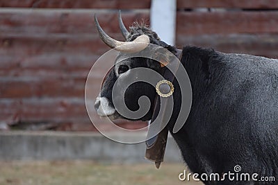 Angry Brave Bull Editorial Stock Photo