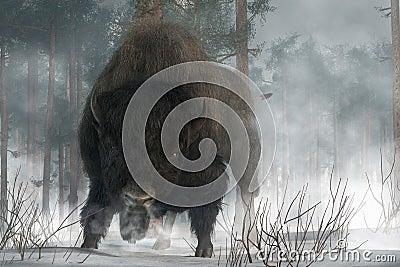 Angry Buffalo Stock Photo