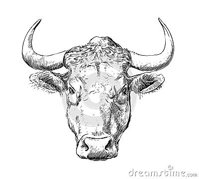 Angry bull portrait hand drawn sketch Vector Illustration