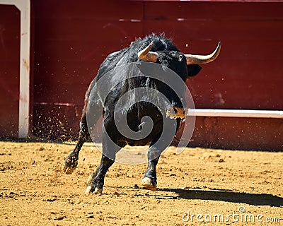 Angry bull in spain with big horns Stock Photo