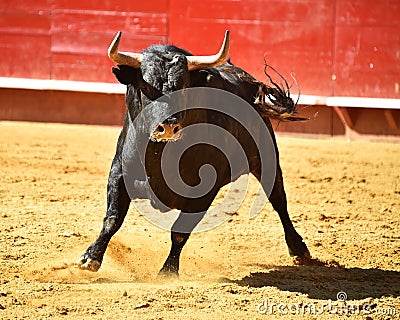 Angry bull in spain with big horns Stock Photo