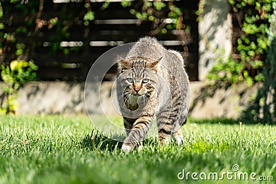 Angry Cat Defending Territory Stock Photo