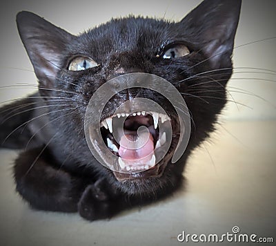 Angry Cat Looking Danger and Hungry Stock Photo