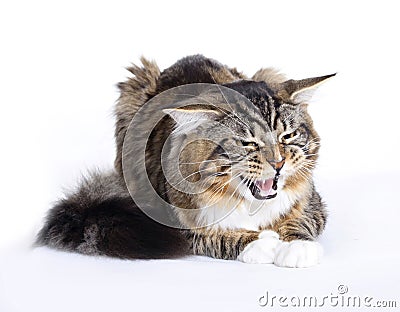 Angry Cat, Main coon Stock Photo