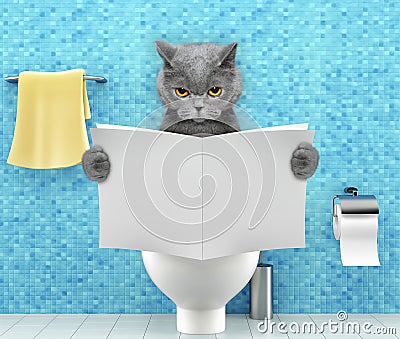 Angry cat sitting on a toilet seat with digestion problems or constipation reading magazine or newspaper Stock Photo