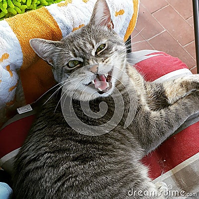 Angry cat wants to sleep Stock Photo