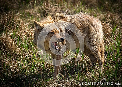 Angry Coyote with Open Mouth Stock Photo