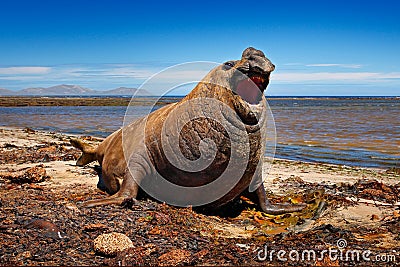 Angry danger animal. Male of Elephant seal lying in water pond, dark blue sky, Falkland Islands. Wildlife scene from nature. Anima Stock Photo