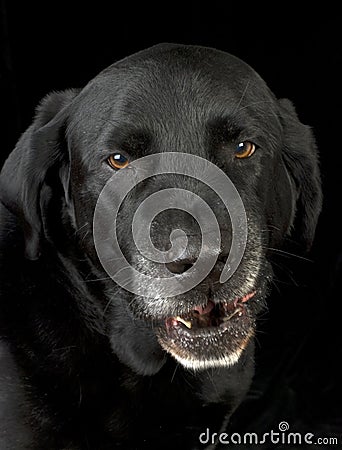 Angry dog Stock Photo