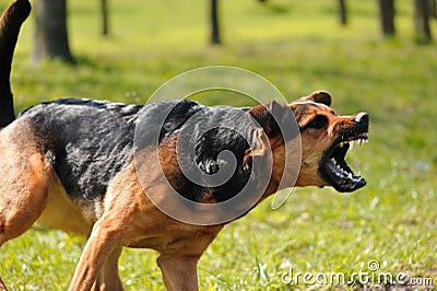 Angry dog with bared teeth Stock Photo