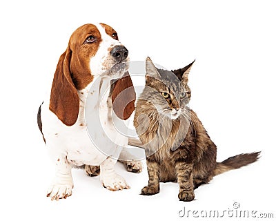 Angry Dog and Cat Scowling Stock Photo