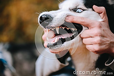 Angry dog husky shows teeth Stock Photo