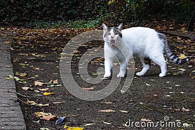 Angry domestic pet cat in an urban park Stock Photo