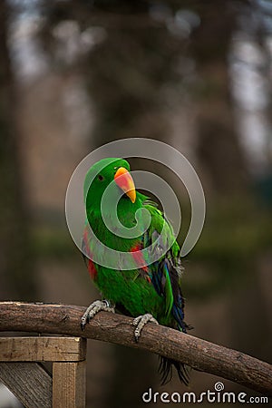 Angry edel parrot look Stock Photo