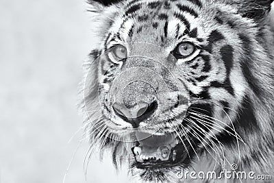 Angry face of Royal Bengal Tiger, Panthera Tigris, India Stock Photo