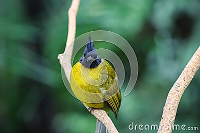 Angry fat bird Stock Photo