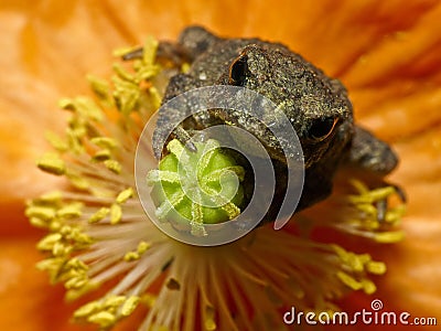 Angry frog Stock Photo