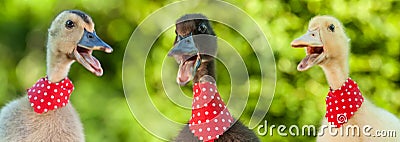 Angry gang of fluffy ducklings yelling at you Stock Photo