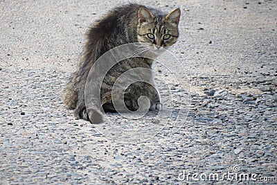 Angry gray cat Stock Photo