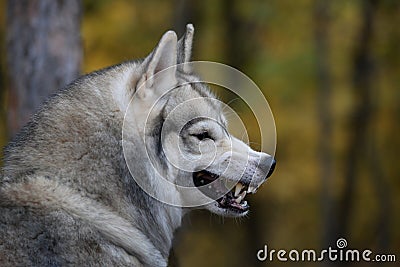 Angry gray wolf in autumn forest Stock Photo