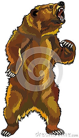 Angry grizzly bear Vector Illustration