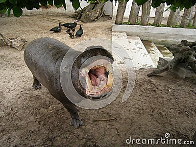 Angry hippo Stock Photo