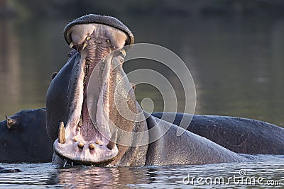 Angry Hippo Stock Photo