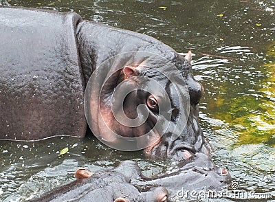 An angry hippo at Nehru Zoological Park Stock Photo