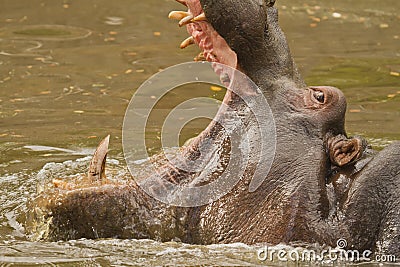 Angry hippo Stock Photo