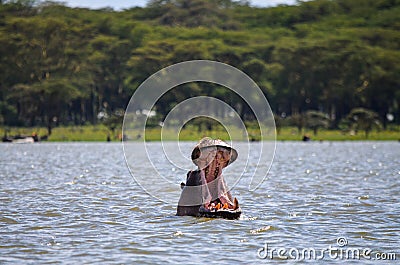 Angry hippo with open mouth Stock Photo