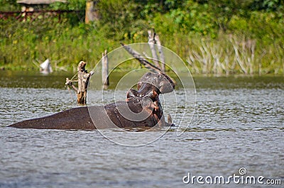 Angry hippo with open mouth, Naivasha, Kenya Stock Photo