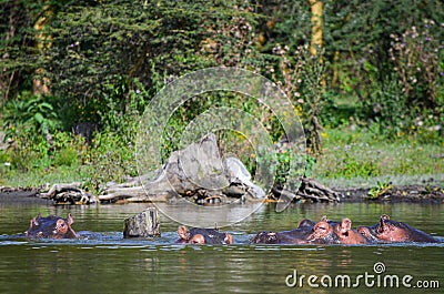 Angry hippo with open mouth, Naivasha, Kenya Stock Photo