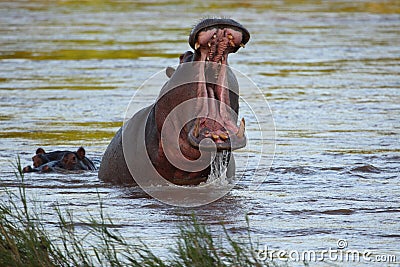 Angry Hippo with an open mouth in Olifants River in South Africa Stock Photo