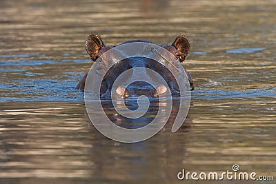 Angry hippo Stock Photo