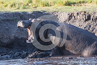 Angry hippo roaring Stock Photo