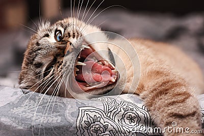 Angry house cat on the bed with an open mouth Stock Photo