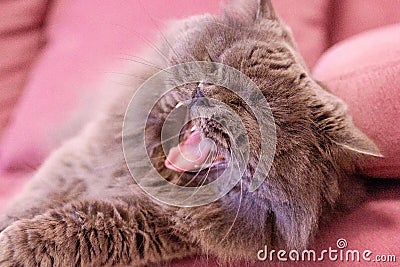 Angry hungry gray big long-haired British cat licking. the cat lies on a pink sofa. Concept weight gain during the New Year Stock Photo