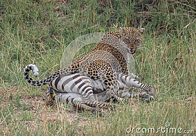 Angry hungry leopard feeding on a zebra in the African Savannah Stock Photo