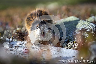 Angry lemming outdoors Stock Photo