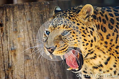 Angry leopard Stock Photo