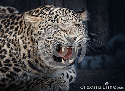 Angry Leopard with Bared-Teeth during Roar Stock Photo