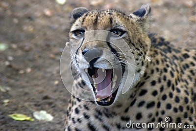 Angry leopard Stock Photo